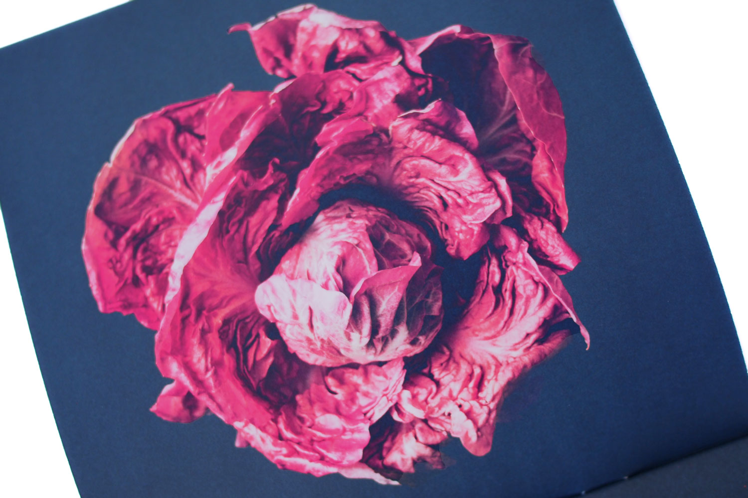 SSAW お野菜カレンダー2026 ／ たかはしよしこ