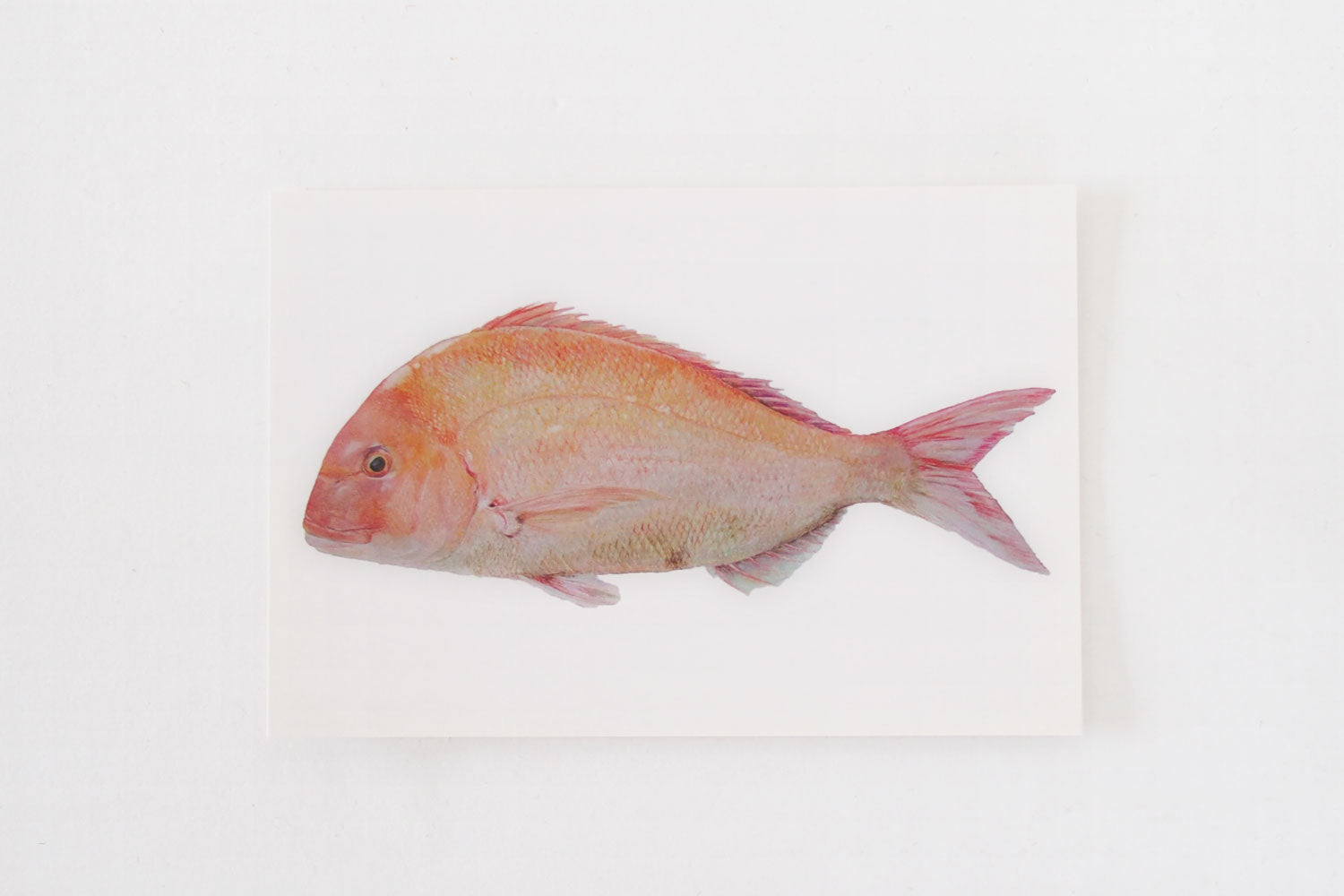 加藤休ミ　魚ポストカード